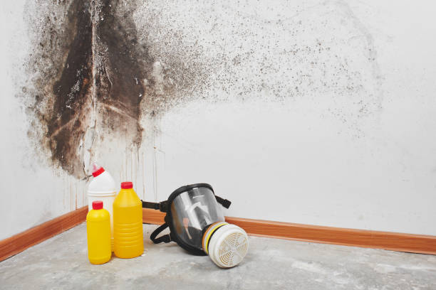 Best Crawl Space Mold Removal  in Edgeworth, PA